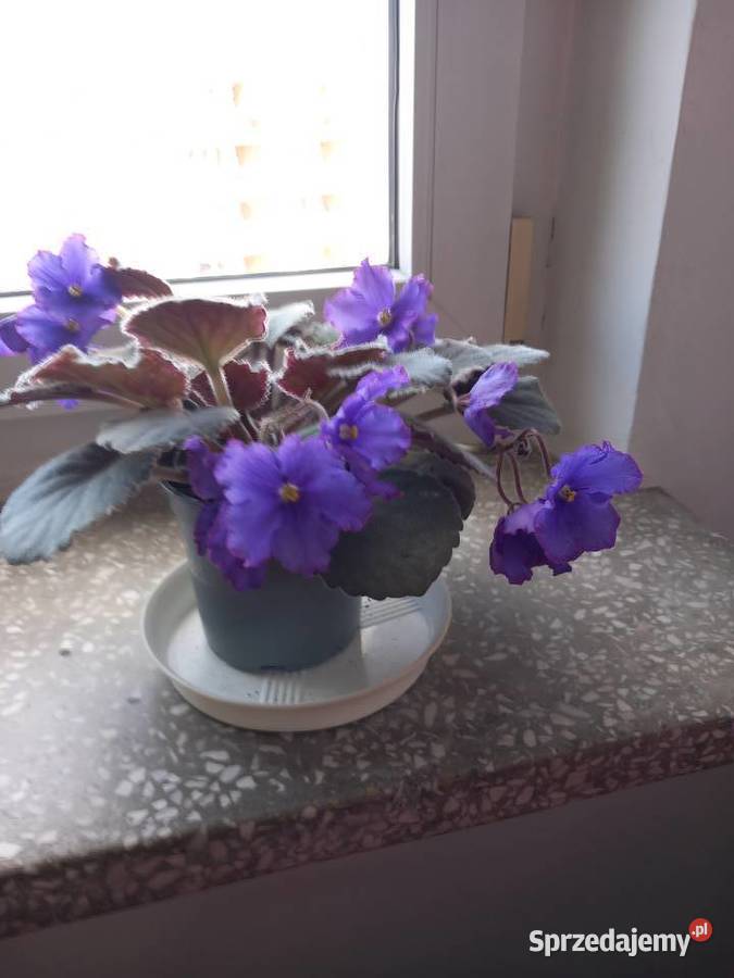 Okazały fiołek kolekcjonerski młody Sosnowiec
