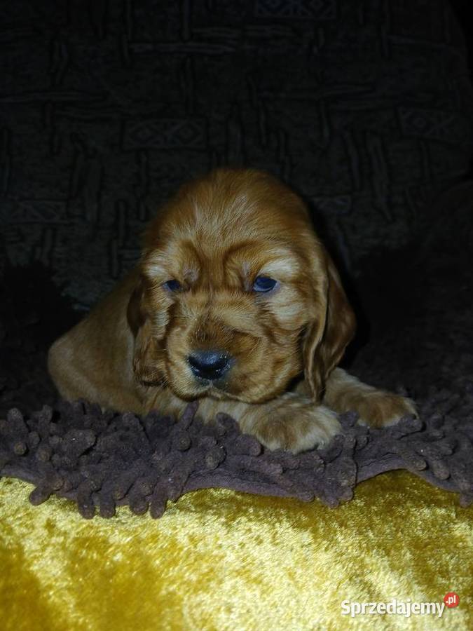 Śliczne Szczenięta Cocker Spaniel Angielski Psy Sieradz