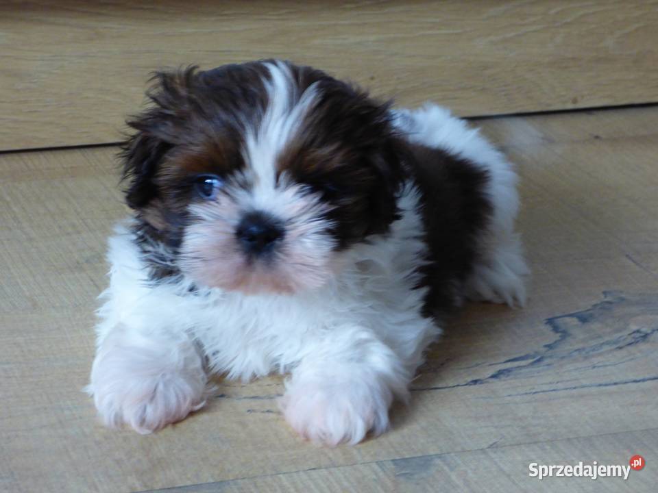 Szczeniaki rasy Shih Tzu tricolor Kielce sprzedam