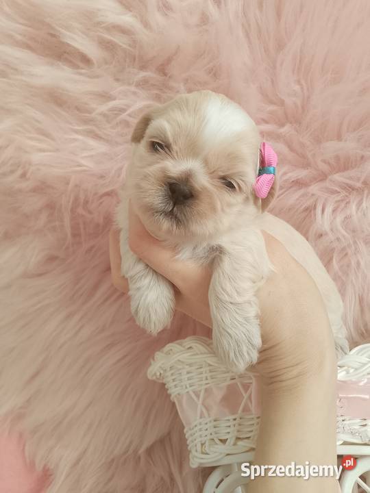 Piękna suczka rasy ShihTzu Shih Tzu Psy opolskie Namysłów