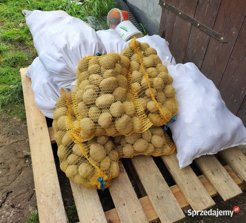 Ziemniaki Queen Anna Vineta Jarząbkowice