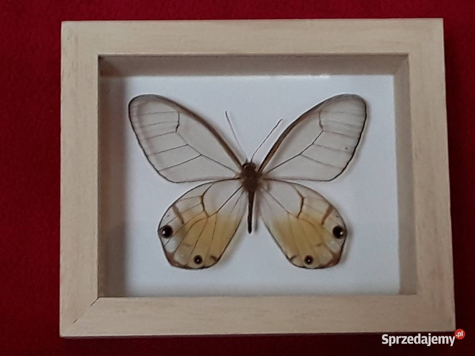 Motyl w ramce 12x10 Haetera piera ssp 70 mm Szczecin