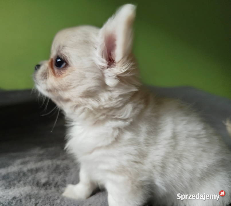 Chihuahua maleńki piesek