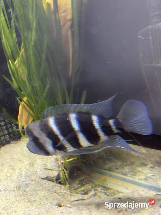 Pyszczak hełmiasty frontosa Nowy Sącz