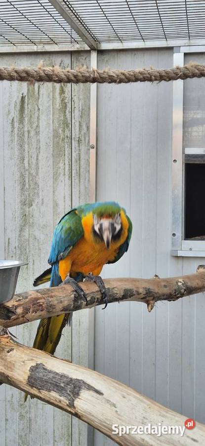 Ara Catalina samiec 2025 Rogoż sprzedam