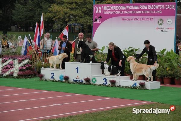 szczenięta flat coated retriever zapowiedź miotu Orzesze sprzedam