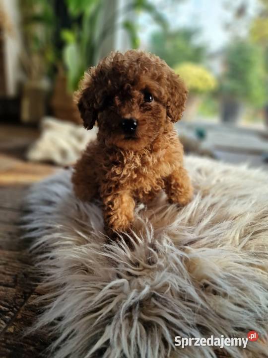Pudel toy chlopczyk badania genetyczne sprzedam