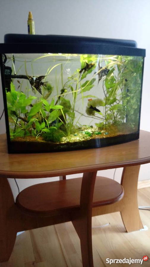 Akwarium 70l z życiem mazowieckie