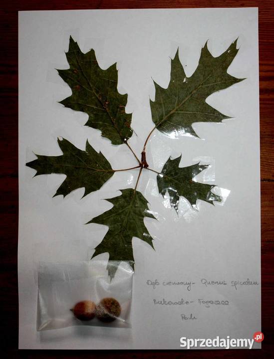 Zielniki Botaniczne Fitopatologiczne sprzedam