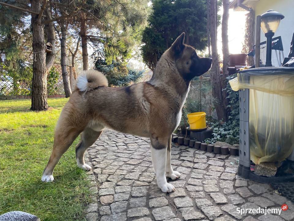akita amerykanski 35 roku szuka partnerki Legnica