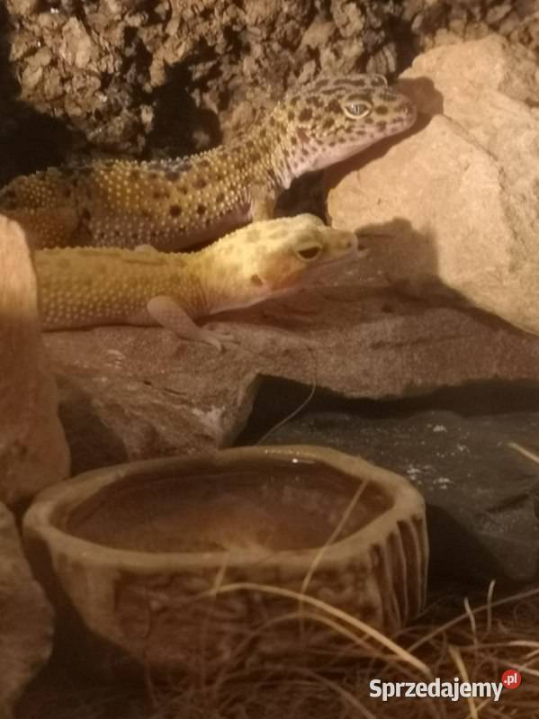 Sprzedam dwa gekony lamparcie śląskie Rybnik