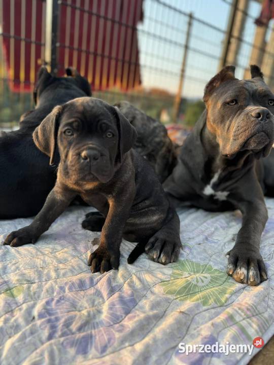 Piękna szara suczka Cane Corso ZKwPFCI Katowice sprzedam