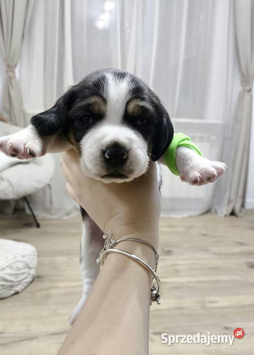 szczeniak pies Beagle rodowód