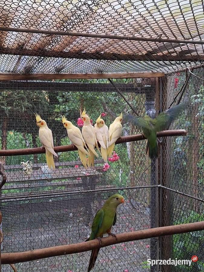 Młode nimfy lutino Szubin