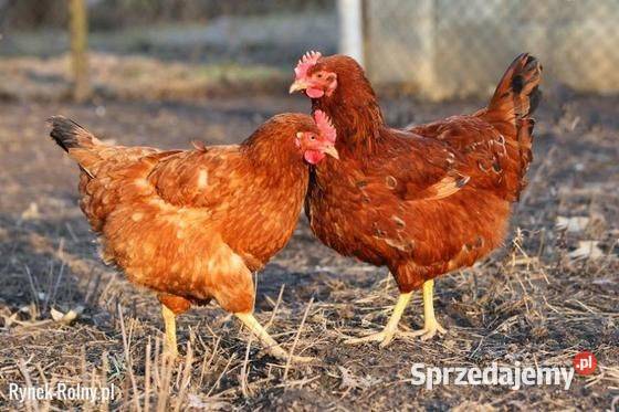 Ferma sprzeda kury l9 Drób i ptactwo Drezdenko