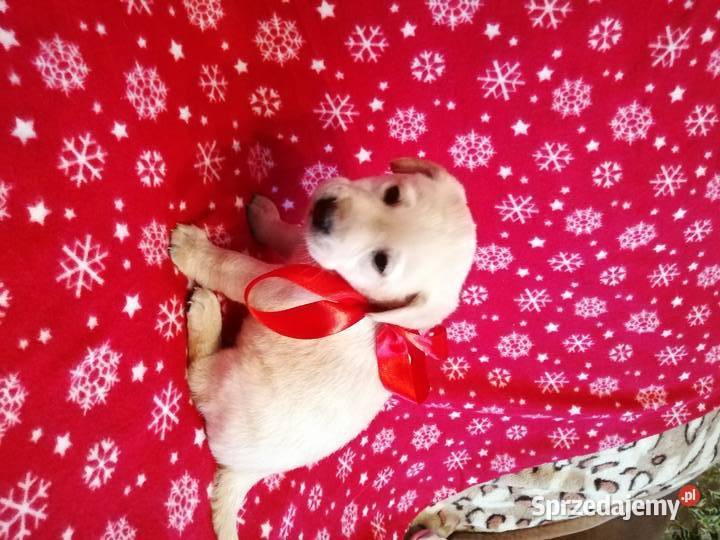 Sprzedam Labladory biszkoptowe szczeniaki Lubawa