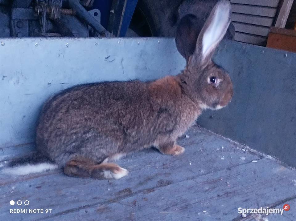 Samczyk Belg Kuczbork-Wieś sprzedam