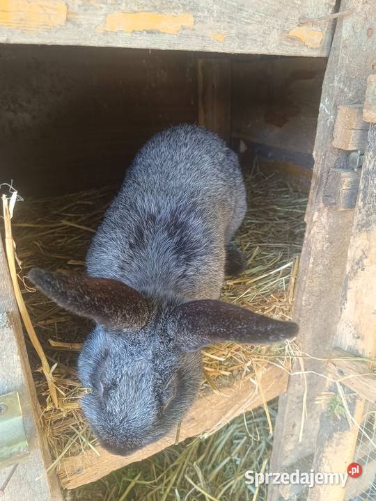 królik silver fox Lublin sprzedam