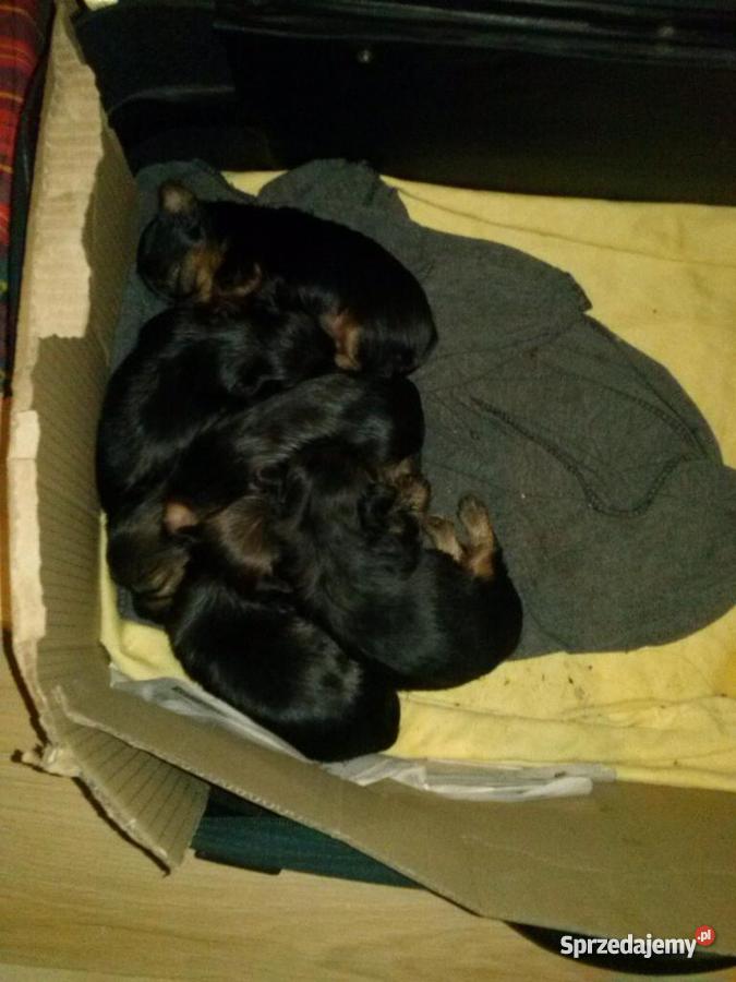 Szczeniacki rasy Yorkshire Terrier MINIATURKI Koszalin