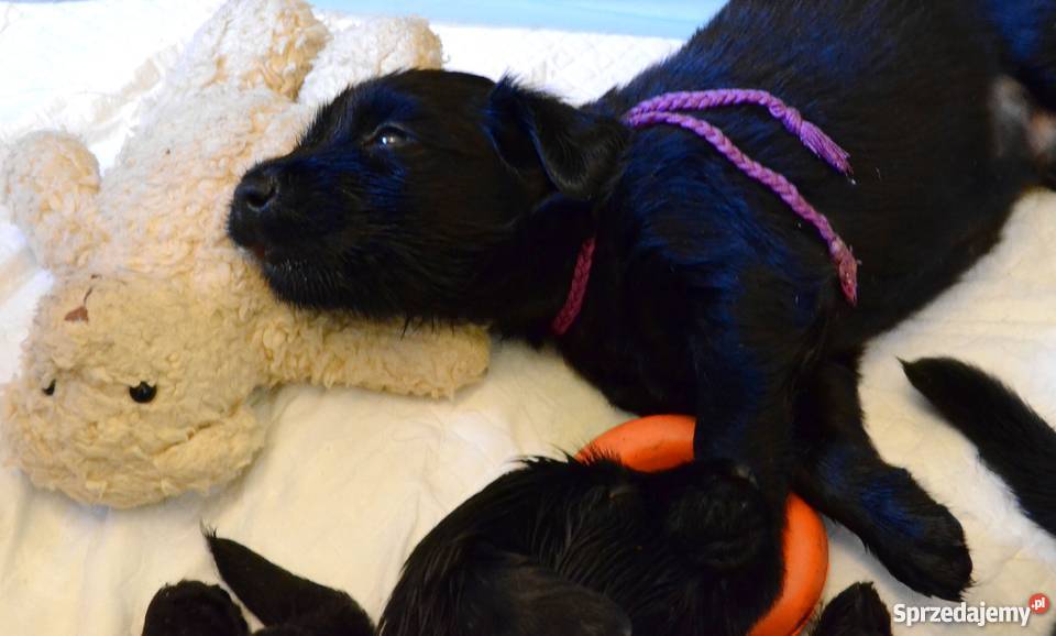 Piękne szczenięta Flat Coated Retriever FCI Psy Wrocław