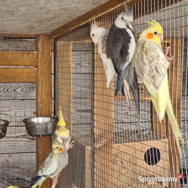 Nimfy faliste nierozlaczki