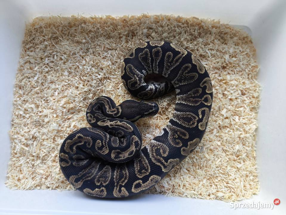 pyton królewski wąż samiec 214 Boruja Kościelna