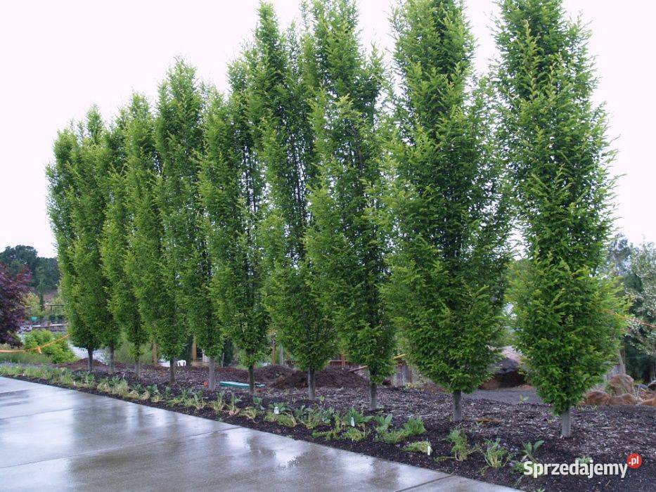 Grab Fastigiata Carpinus betulus obwód 1012 z Ogród