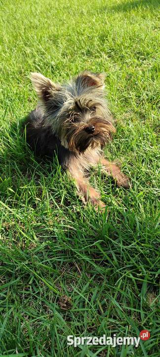 Yorkshire terrier szczenięta wielkopolskie Psary Małe sprzedam
