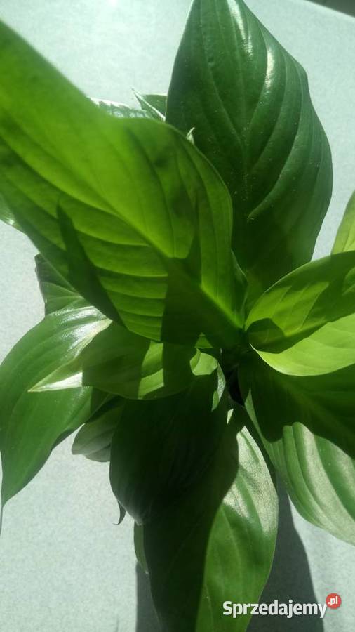 Zyworodkaaloes Warszawa