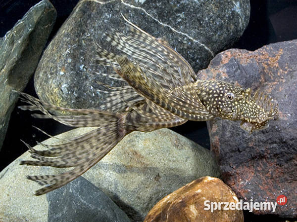 Glonojad weloniasty Zbrojnik niebieski odmiana Ryby Gdańsk sprzedam