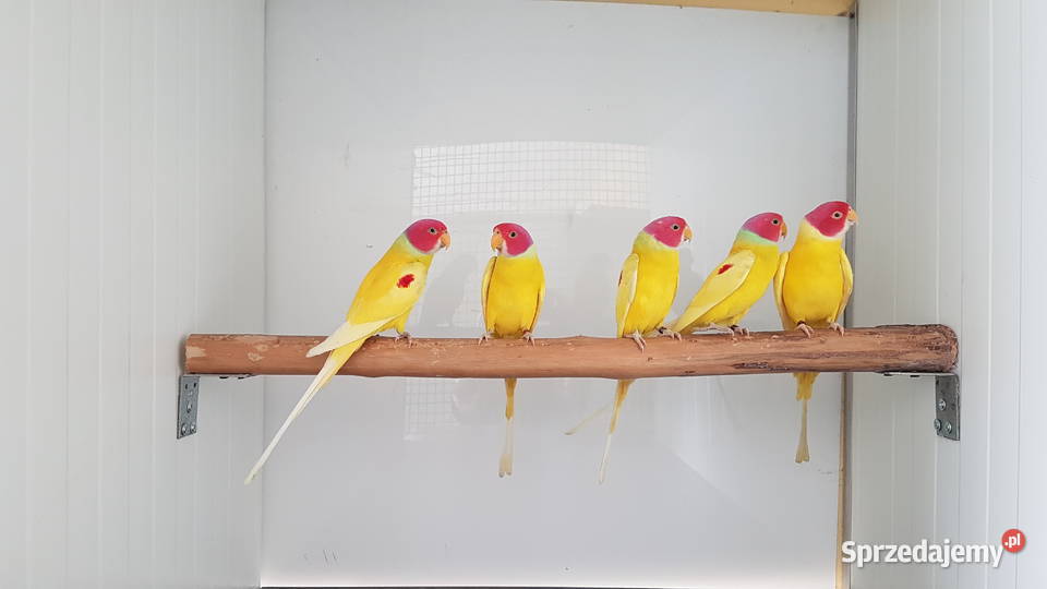 Aleksandretta śliwogłowa aleksandretty