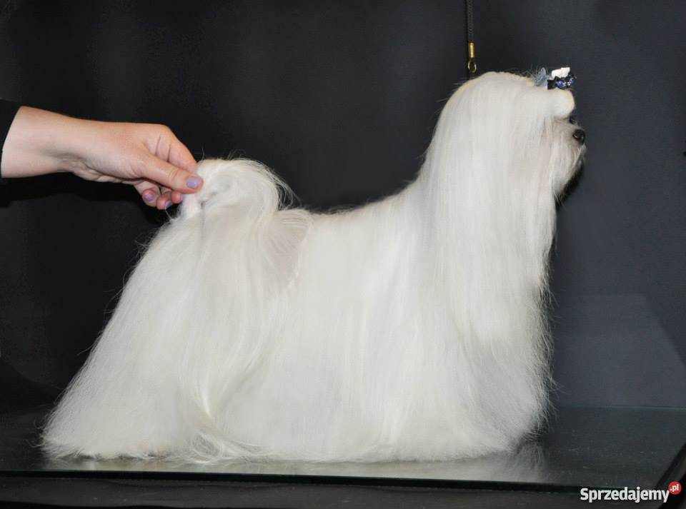 Maltańczyk MINI piesek miniaturka ZKwP Toruń