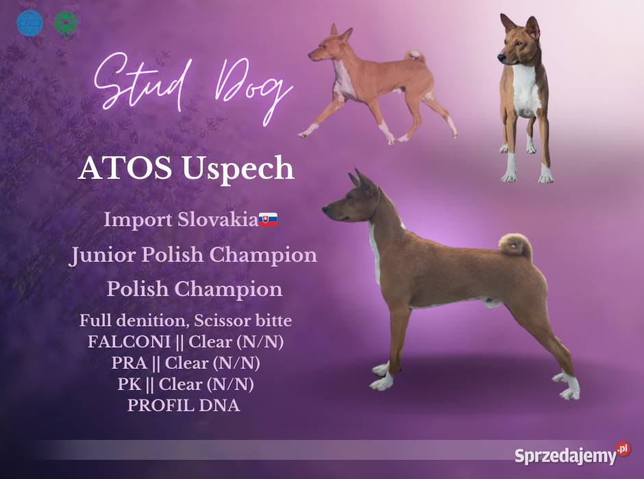 Szczenięta Basenji FCI kujawsko-pomorskie Piotrków Kujawski