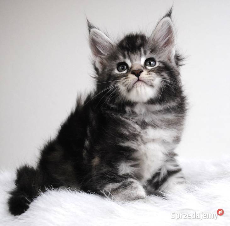 Kociaczki  maine coon z prawdziwym rodowodem.