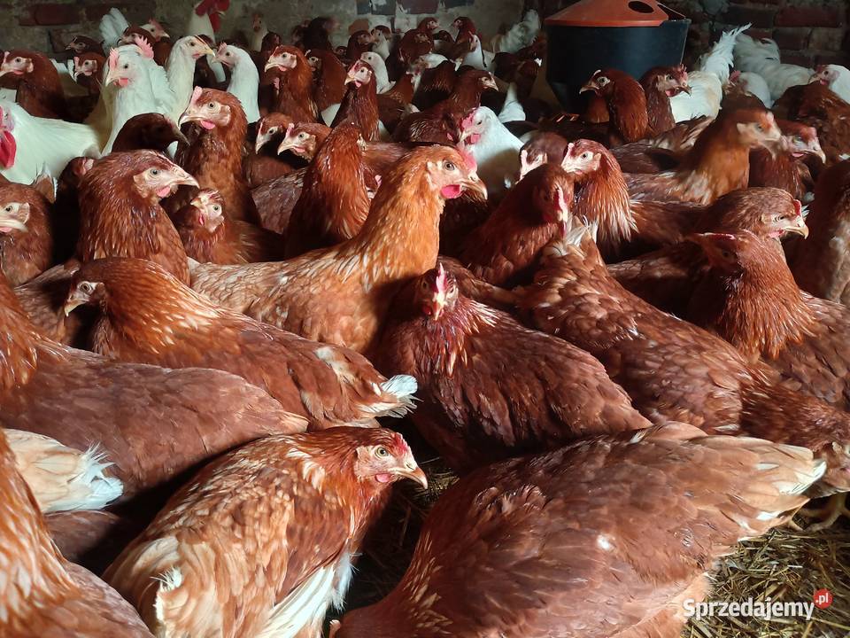 Kury nioski z jajkiem Chylin