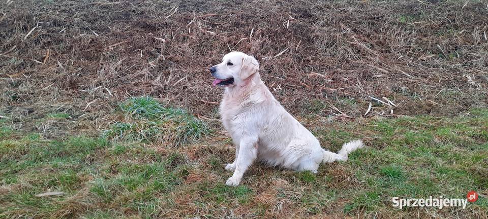 Piesek Golden Retriever wielkopolskie Krzywiń
