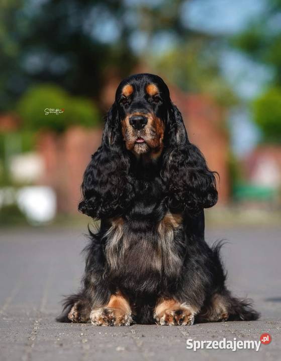 Cocker spaniel szczeniaki ZKwPFCI Koszalin