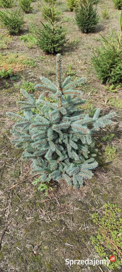 Drzewka iglaste do ogrodu