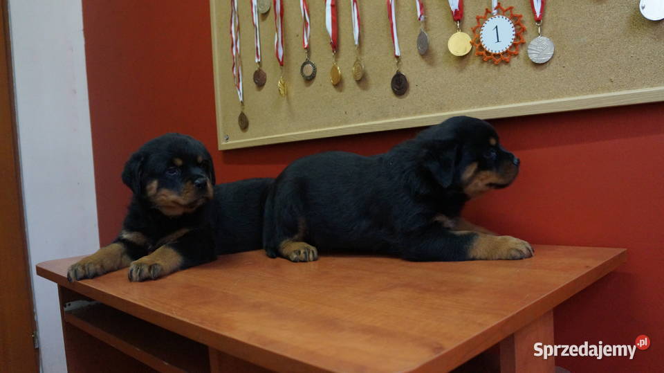 szczeniaki rottweiler kujawsko-pomorskie Bydgoszcz