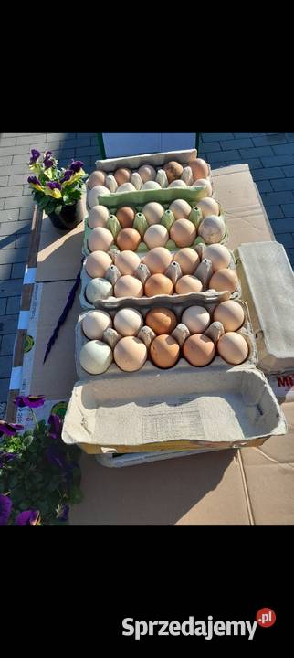 Jaja wiejskie kury na rosół podkarpackie Dybawka