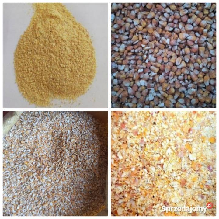 Kukurydza sucha suszona 100 ton Paprotnia