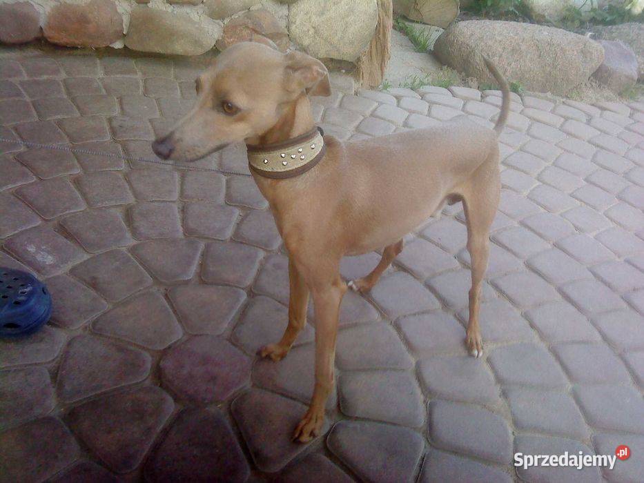 Szkolenie PSÓW hodowla i Hotel psów Pozostałe lubelskie Kraśnik