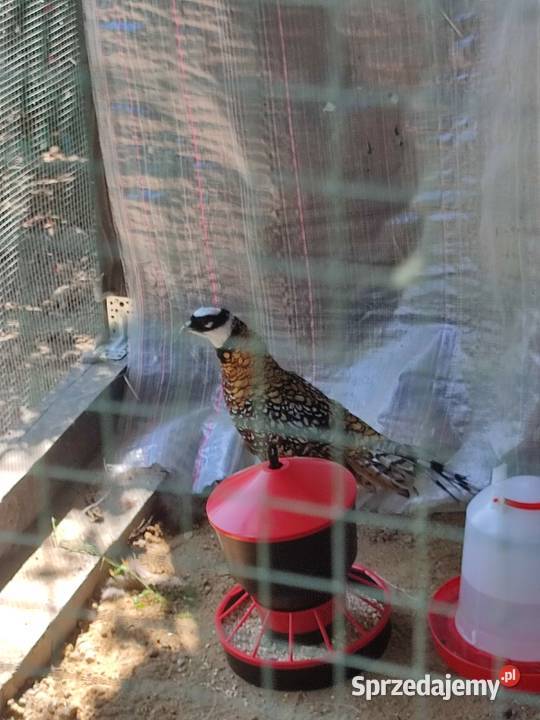 Bażanty królewskie parka Marklowice sprzedam