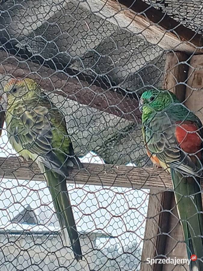 Sprzedam zamienię Ptaki Zwierzęta Ciborowice sprzedam