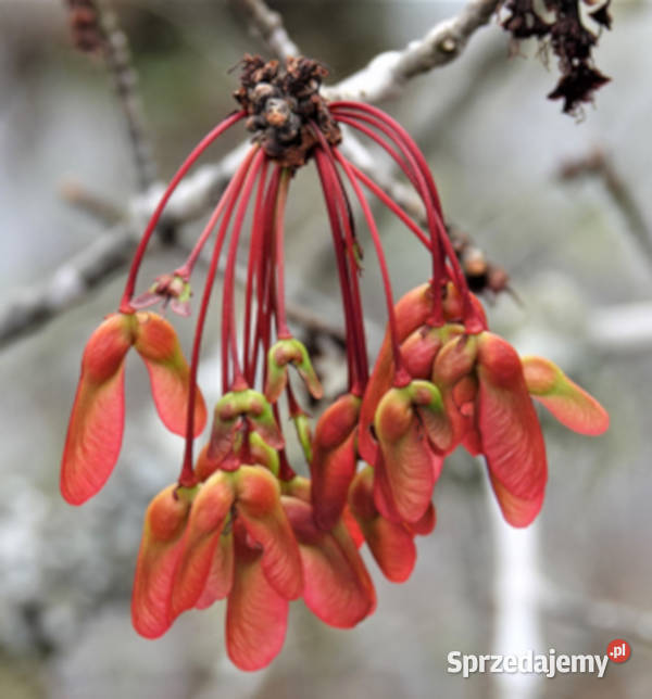 KLON CZERWONY Acer rubrum NASIONA 200 sztuk 10g sprzedam