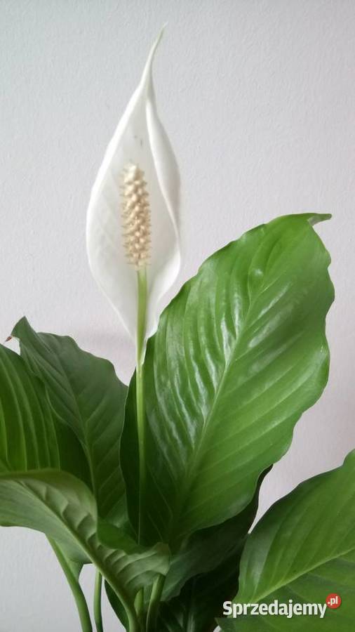 Zyworodkaaloes Warszawa