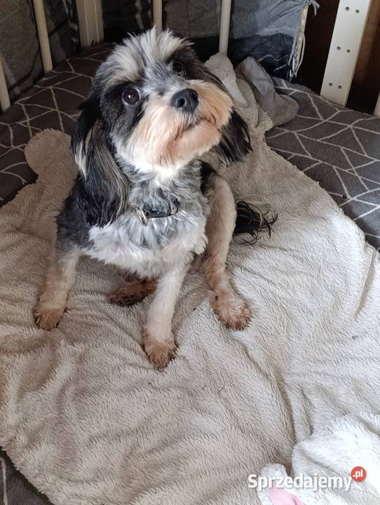 Cockapoo ostatni szczeniak piesek Jogi Krapkowice sprzedam