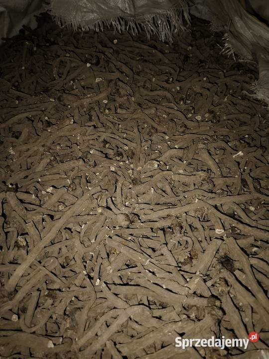 mniszek lekarski Krasnystaw