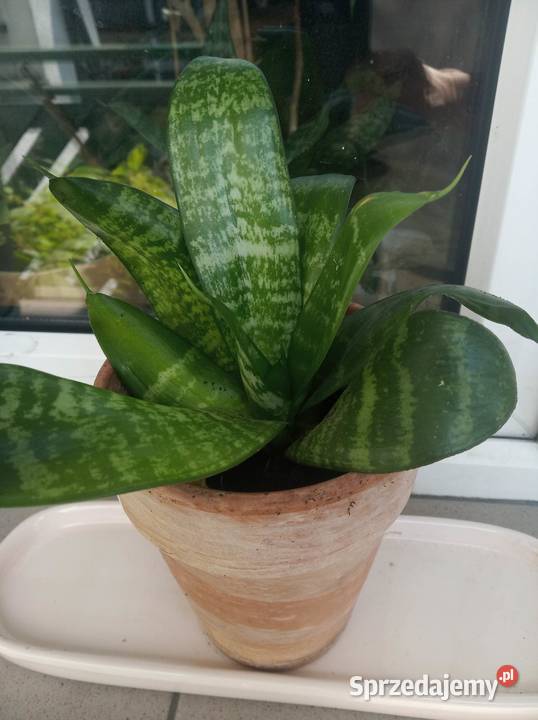 SANSEVIERA GREEN HAHNI Warszawa