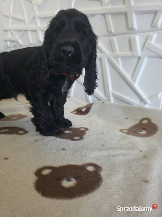 Cocker spaniel angielski pieski trzy ostatnie Żelazków
